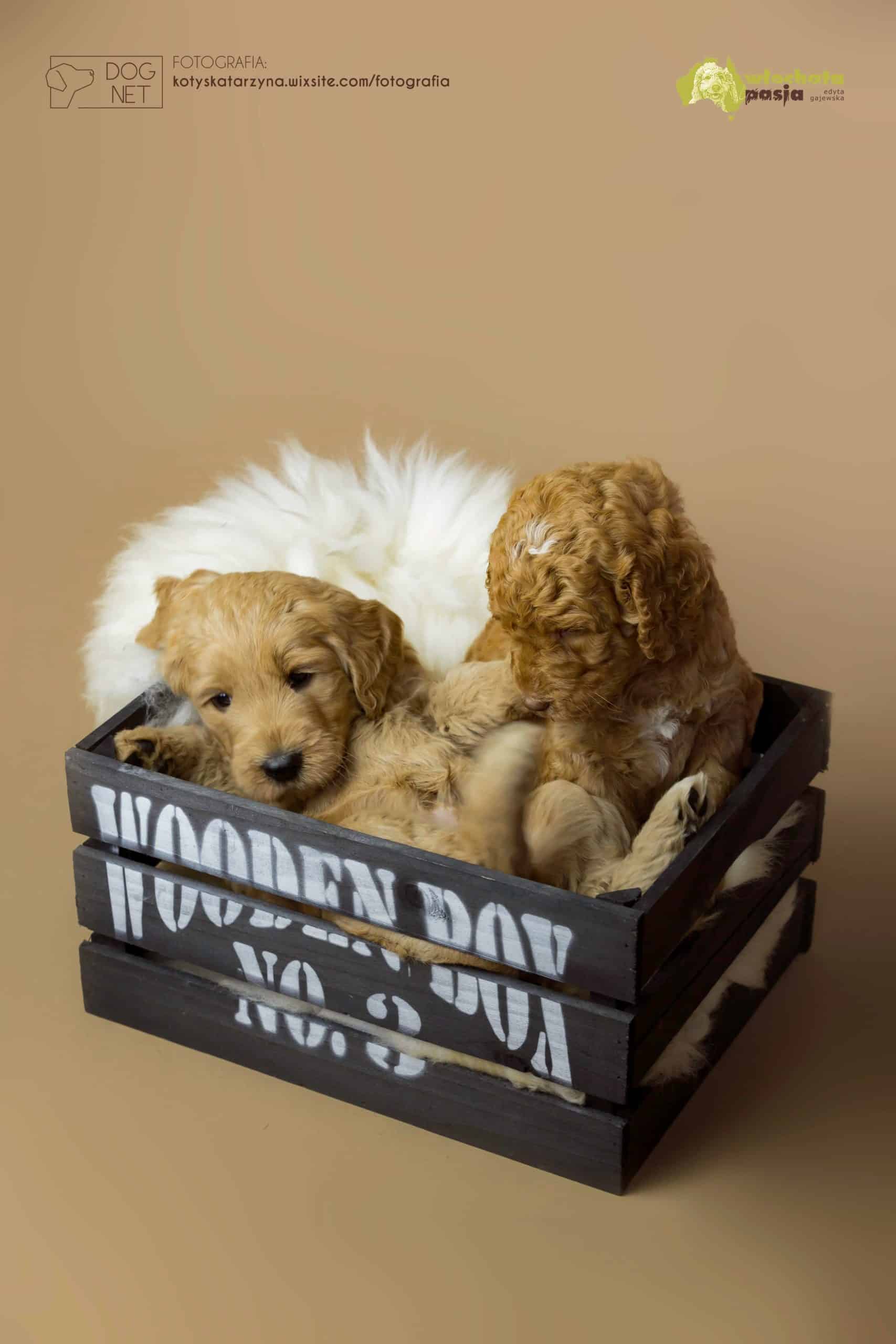 Australijskie Labradoodle rodzenstwo