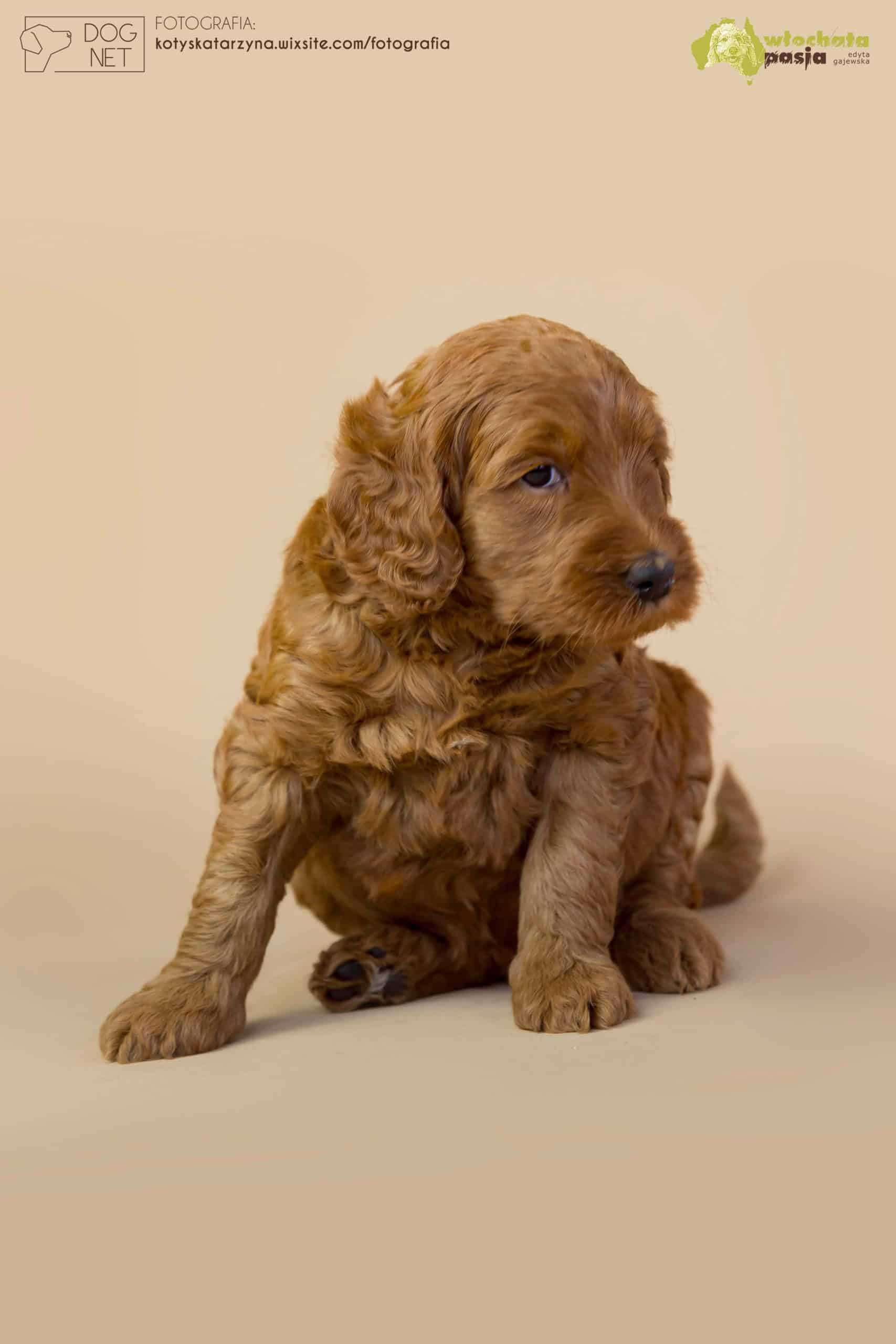 Australijski Labradoodle Yohji