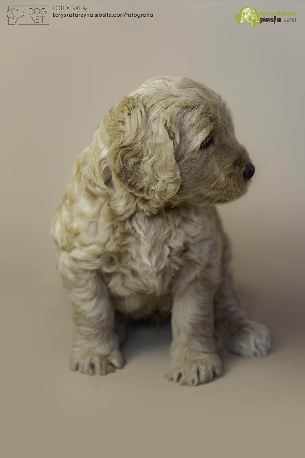 Australijski Labradoodle Osmo