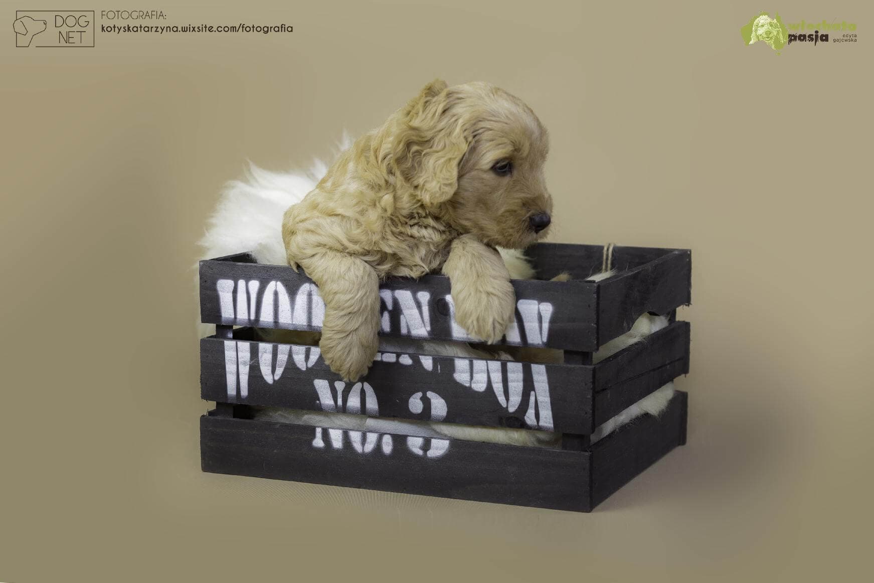 Australijski Labradoodle Osmo w pudle