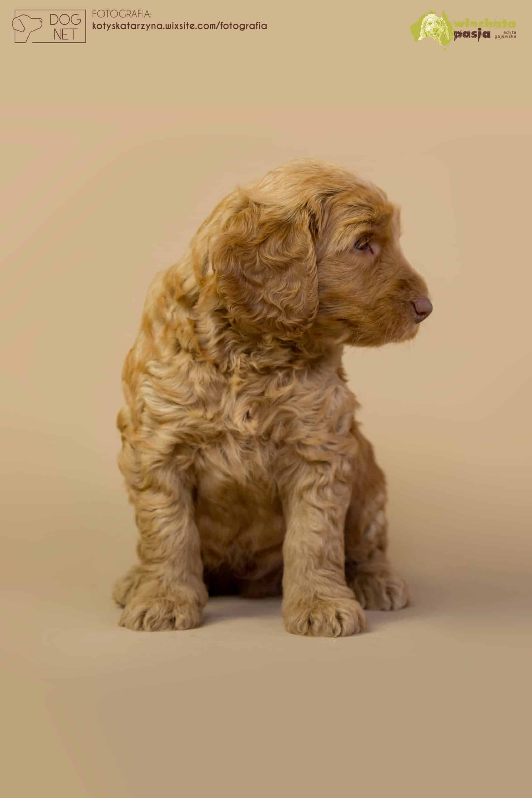 Australijski Labradoodle MIlan