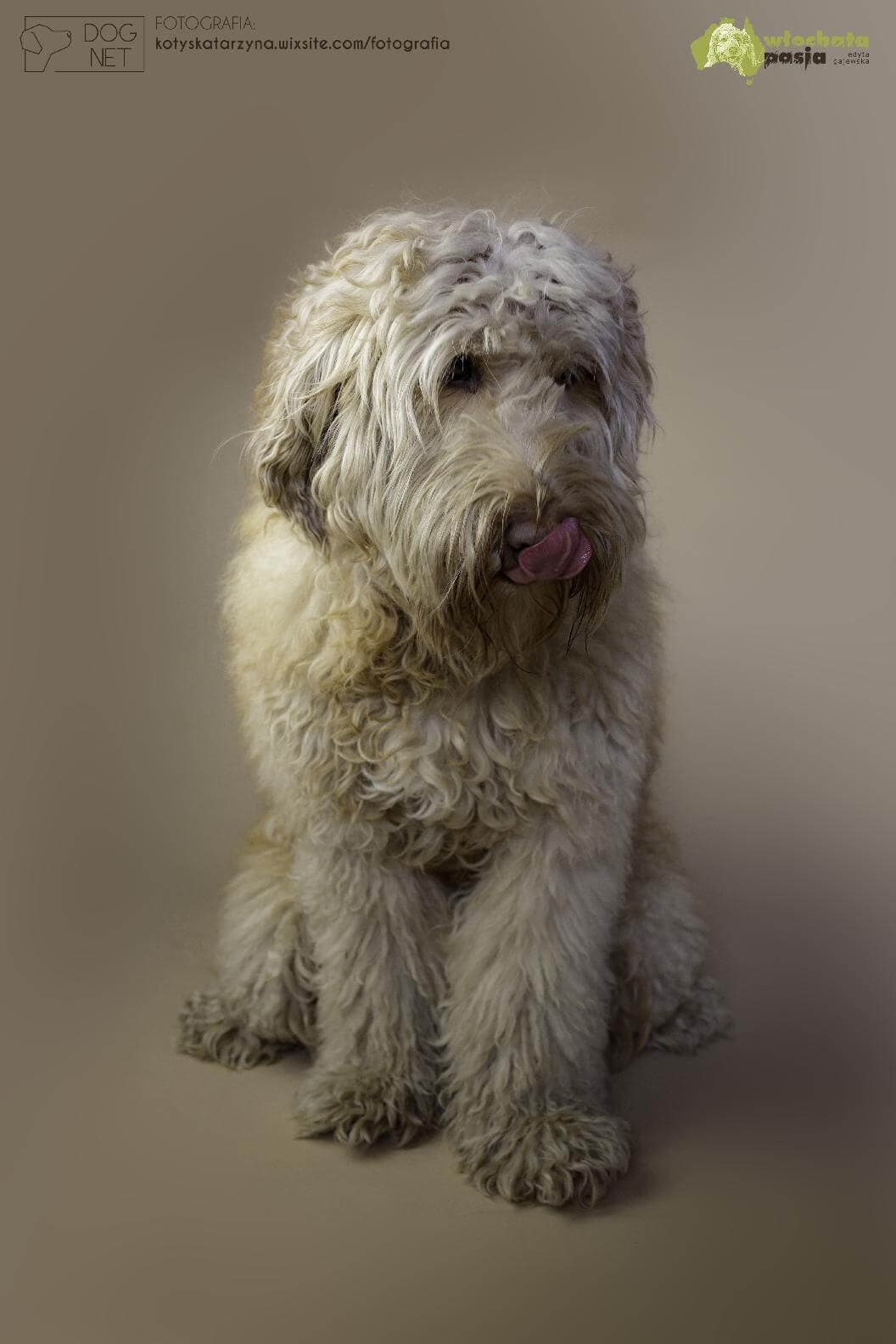 Australijski Labradoodle Osmo