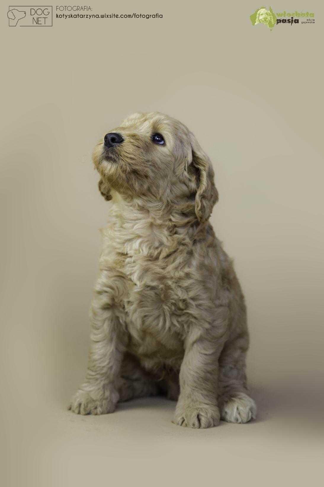 Australijski Labradoodle Osmo