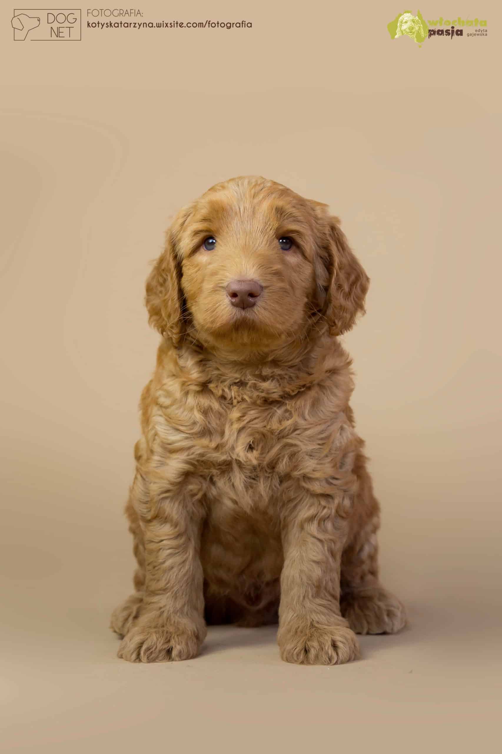 Australijski Labradoodle MIlan