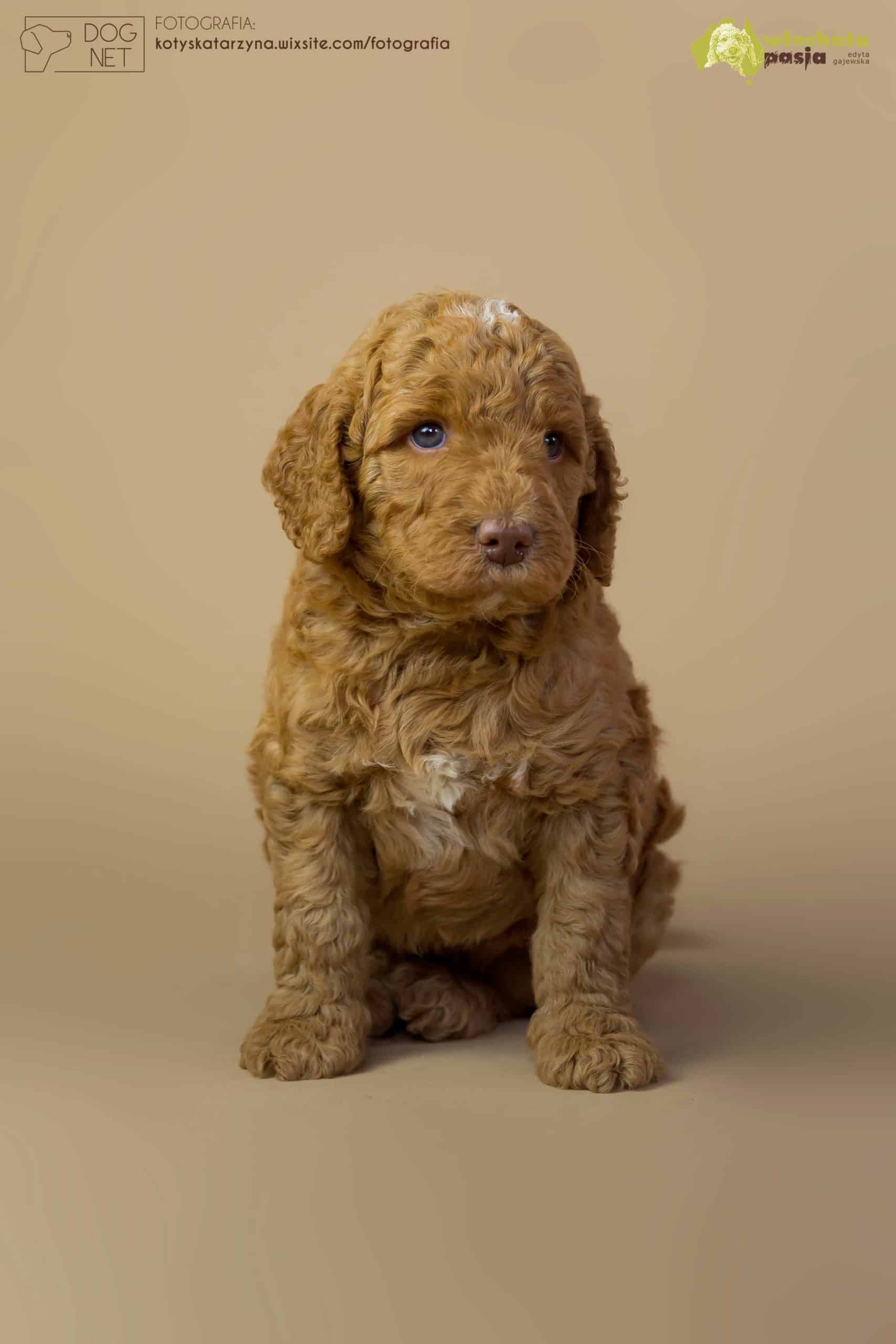 Australian Labradoodle Zen