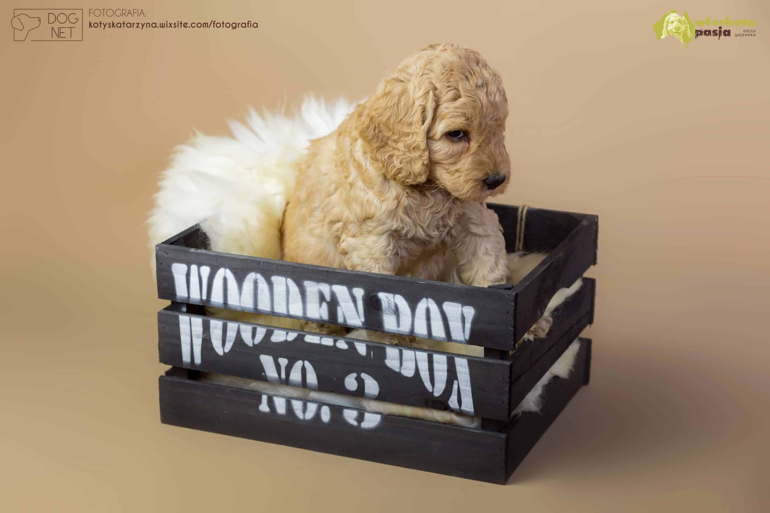 Australian labradoodle suczka