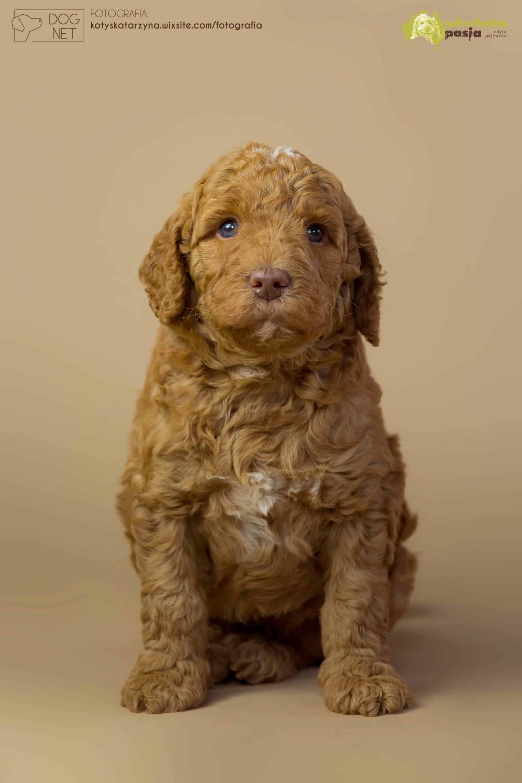 Australian Labradoodle Zen