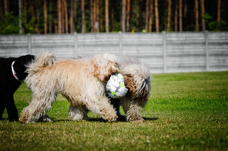 Australijskie Labradoodle grają w piłkę