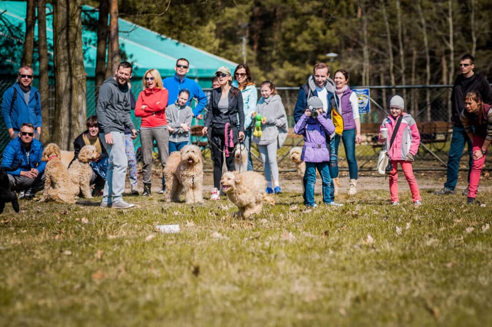 Spotkanie Labradoodle z rodzinami