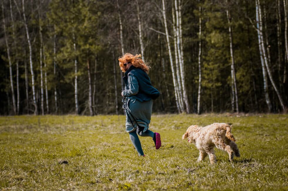 Australijskie Labradoodle podczas spotkania