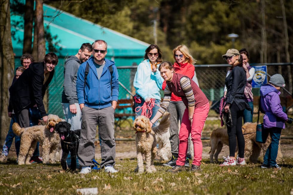Labradoodle w kontakcie z ludźmi