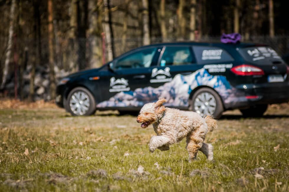Australijski Labradoodle podczas zabawy