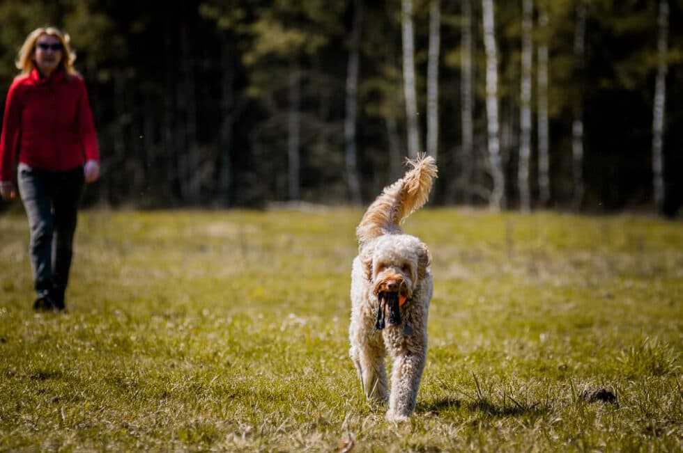 Labradoodle na spotkaniu hodowli