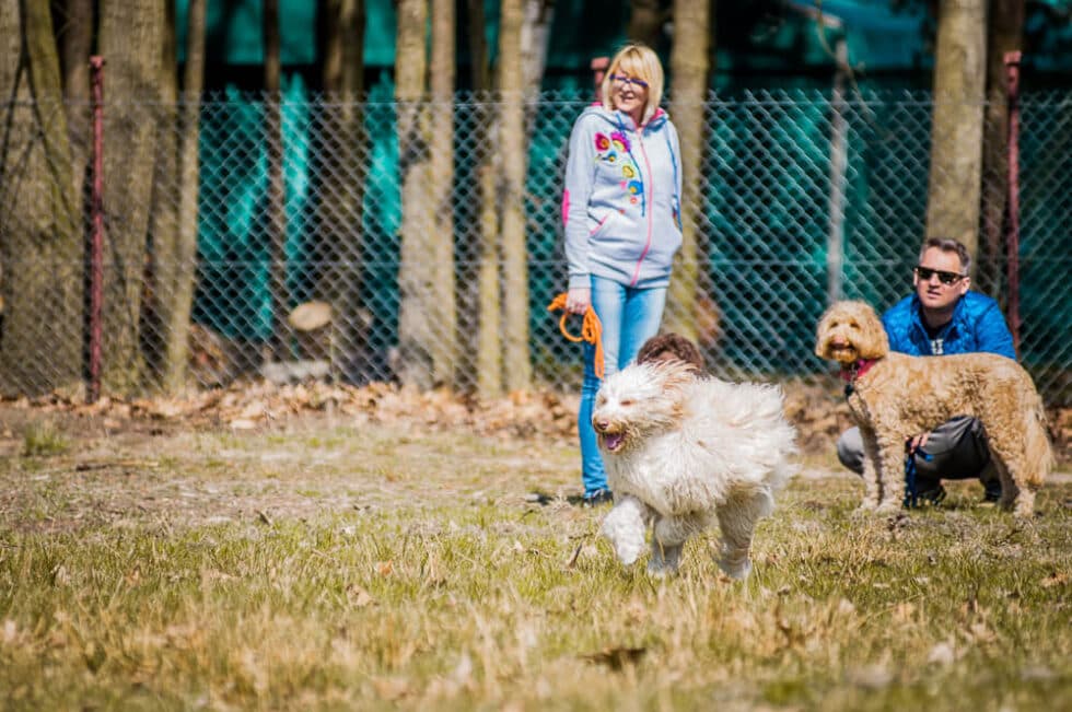 Australijskie Labradoodle podczas wspólnego spotkania