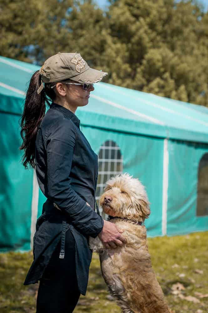 Australijski Labradoodle i Edi