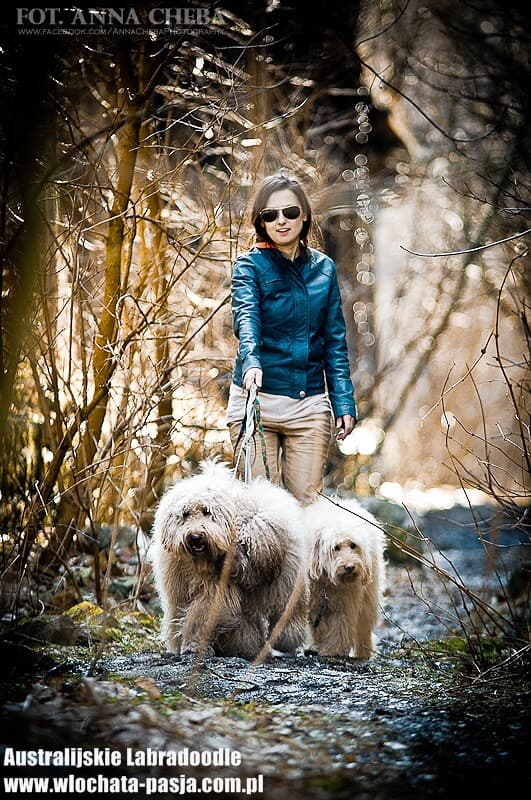 Edi i Australijskie Labradoodle