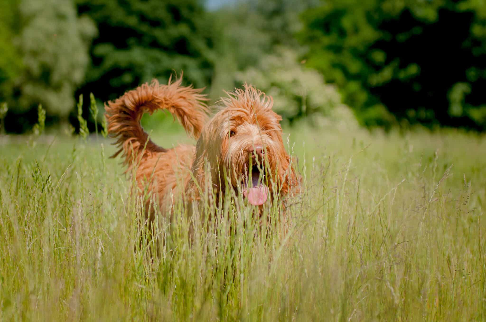 Australijski Labradoodle Benji w trawie