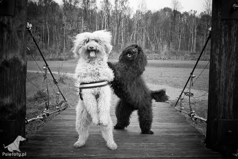 Czarno-biały Australijski Labradoodle