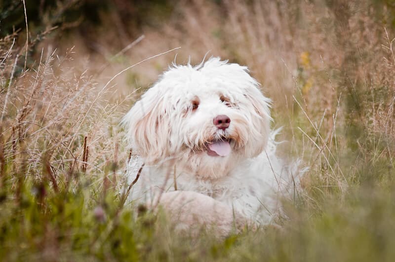 Australijski Labradoodle Nessie leży
