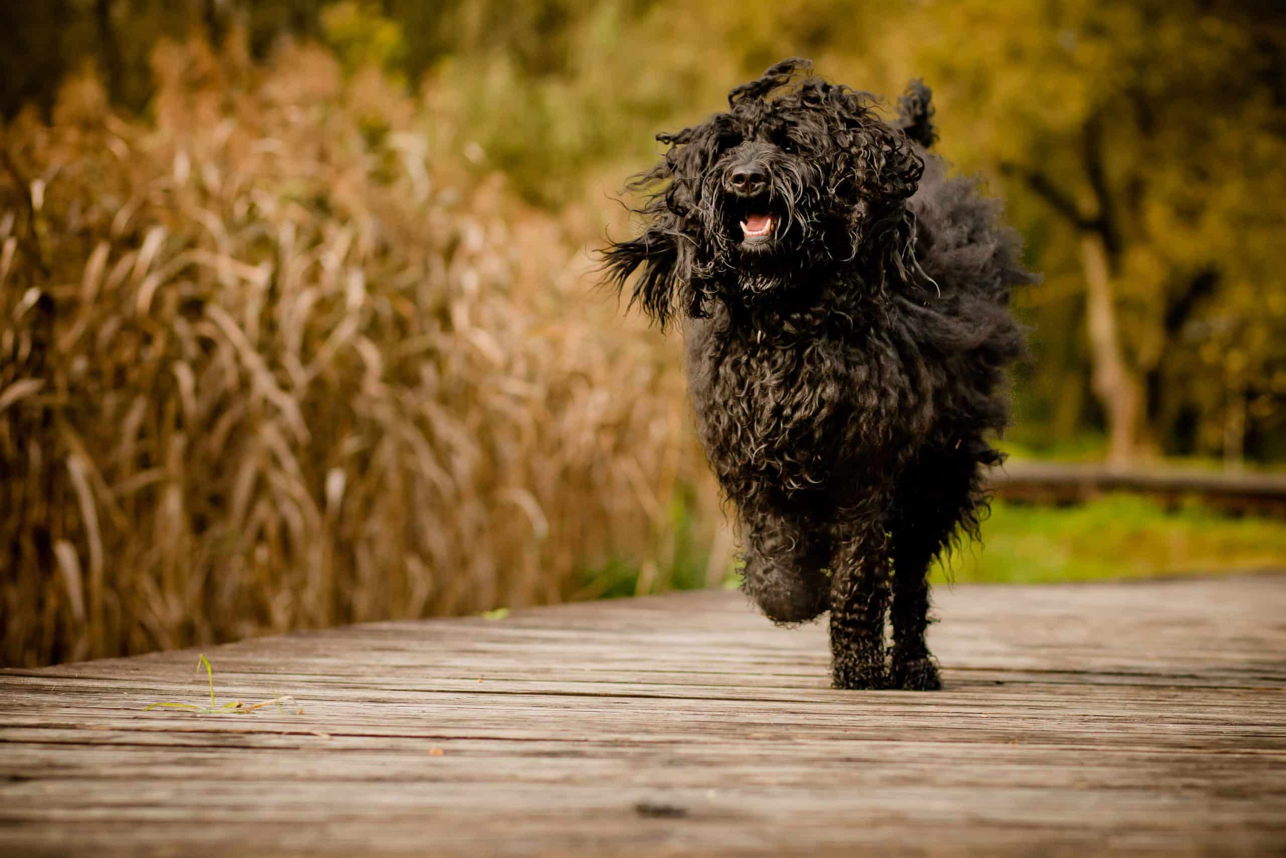 Labradoodle Onyxe