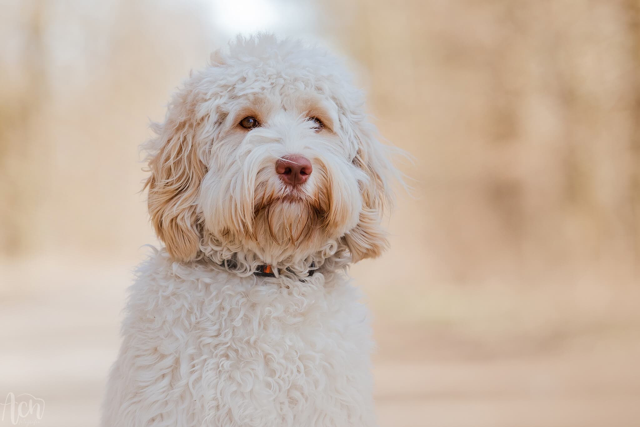 Australijski Labradoodle Molly