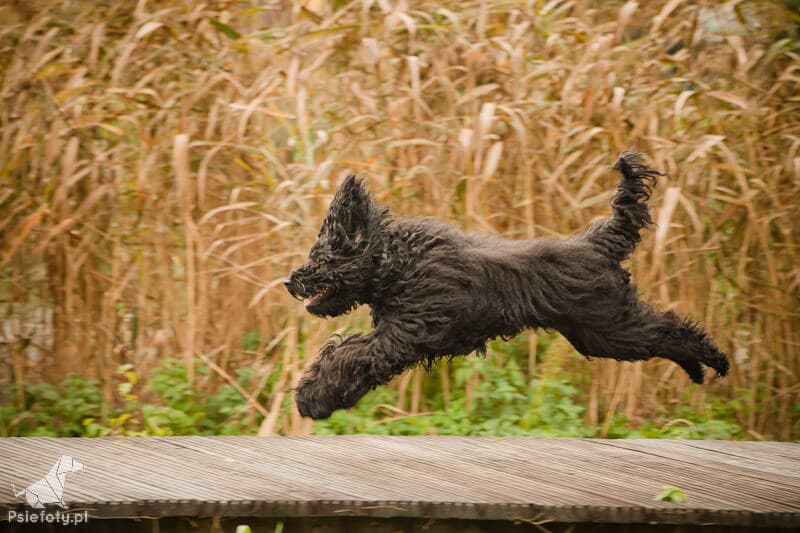 Australijski Labradoodle w biegu