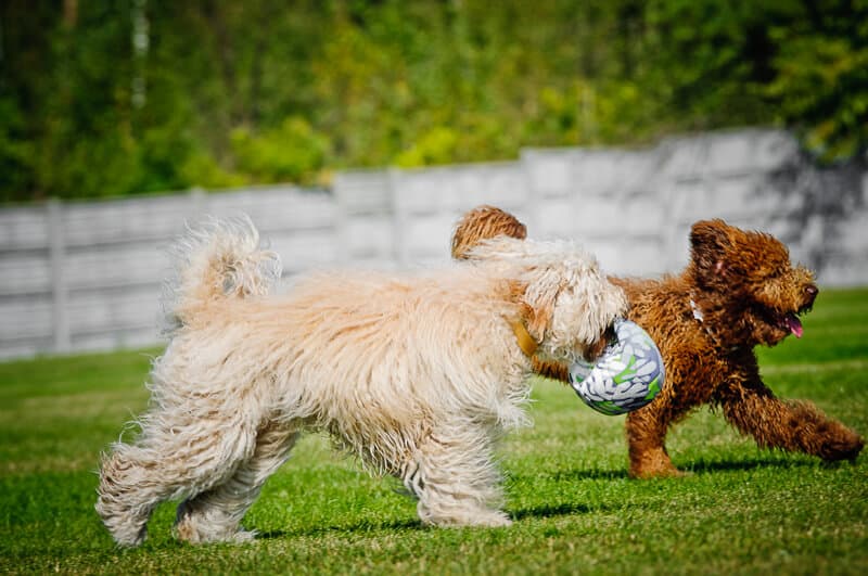 Australijskie Labradoodle w biegu