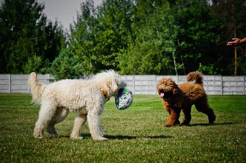Australijski Labradoodle podczas zabawy z piłką