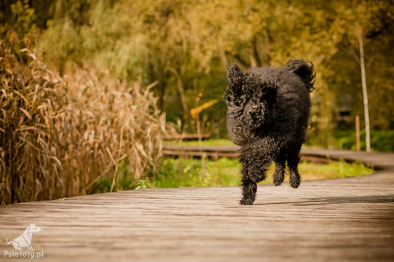 Labradoodle Onyxe w biegu