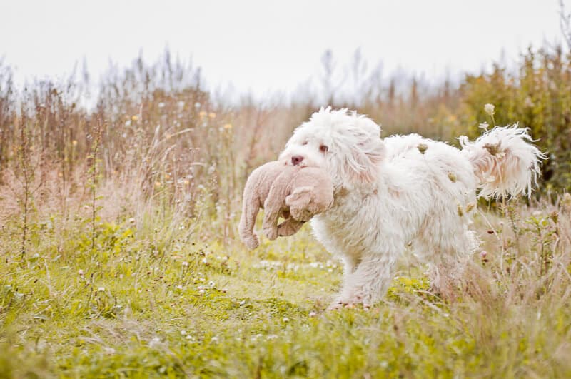 Australijski Labradoodle Nessie i zabawka