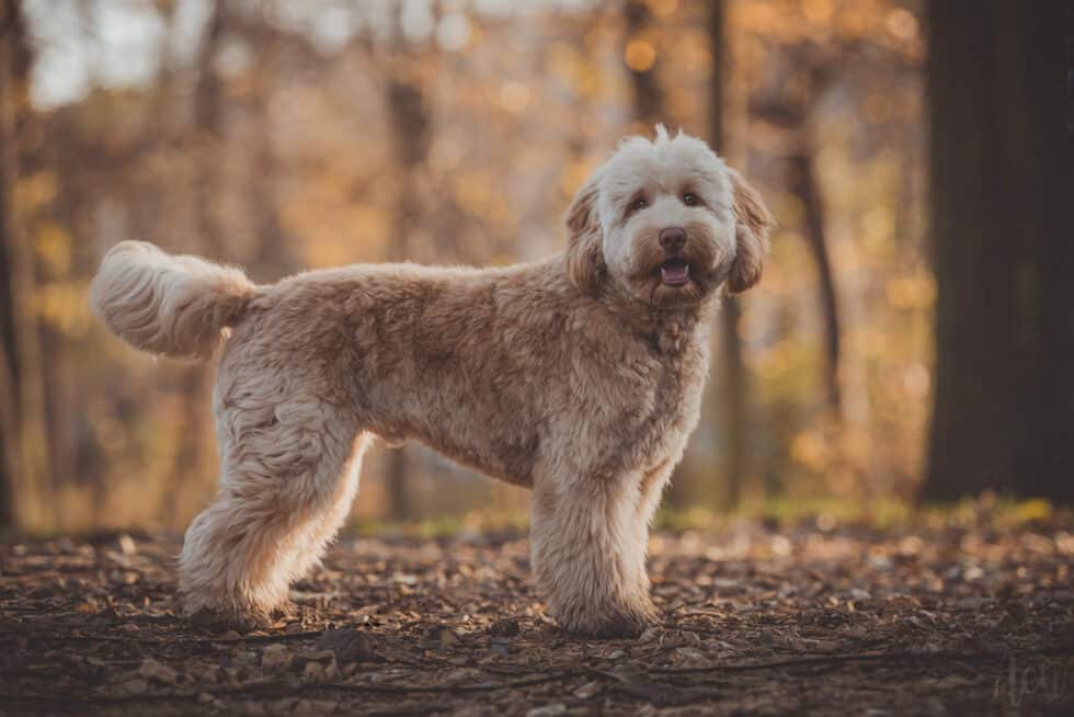 Pozycja boczna Australijskiego Labradoodle Gucci