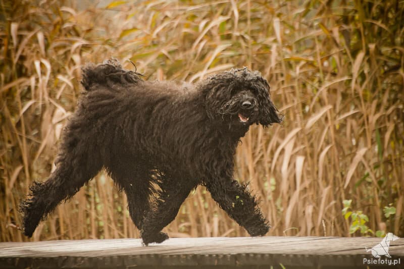 Australijski Labradoodle Onyxe
