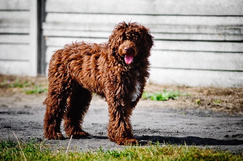 Australijski Labradoodle, syn Gali