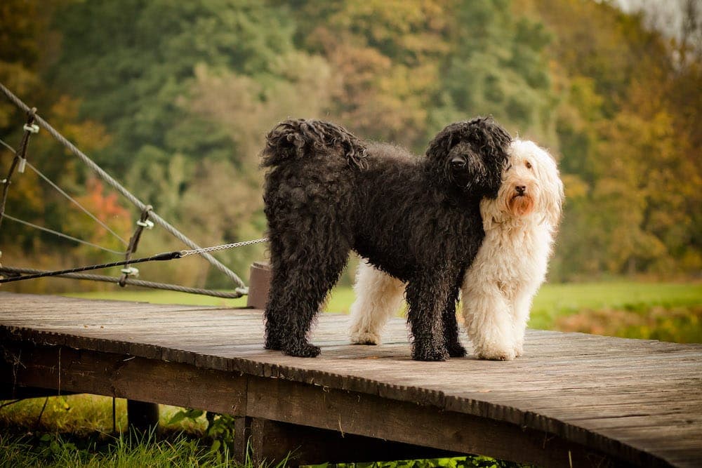 Australijskie Labradoodle Onyxe i Goldie
