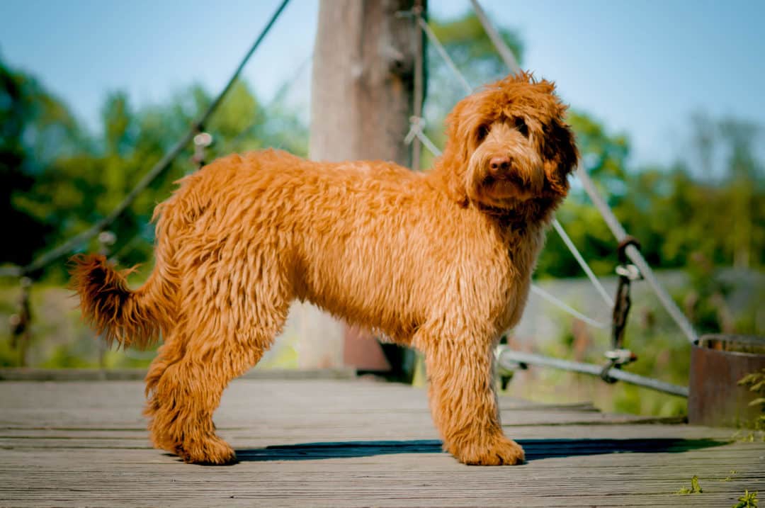 Labradoodle Benji bokiem na kładce