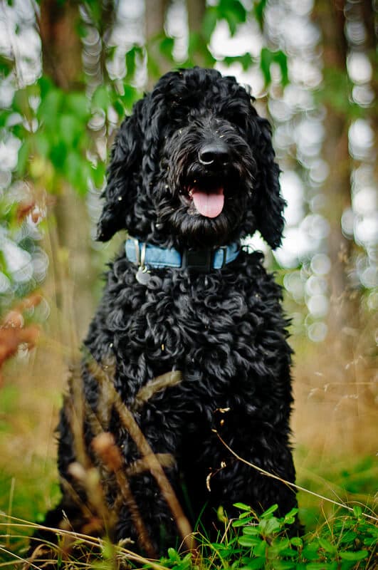 Australijskie Labradoodle Onyxe