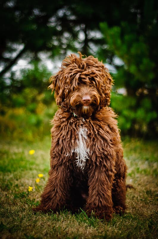 Australijskie Labradoodle piękny kolor