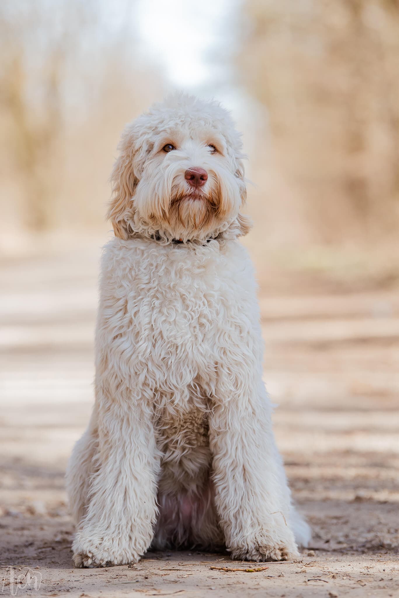 Australijski Labradoodle Moly