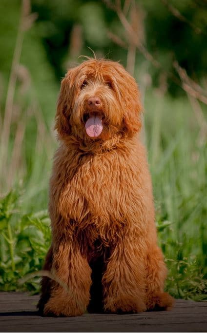 Calypso Breeze Benji