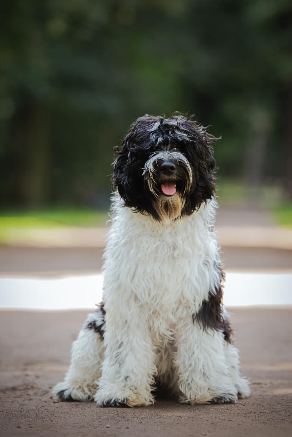 Sessan’s Isabell (MuMu)