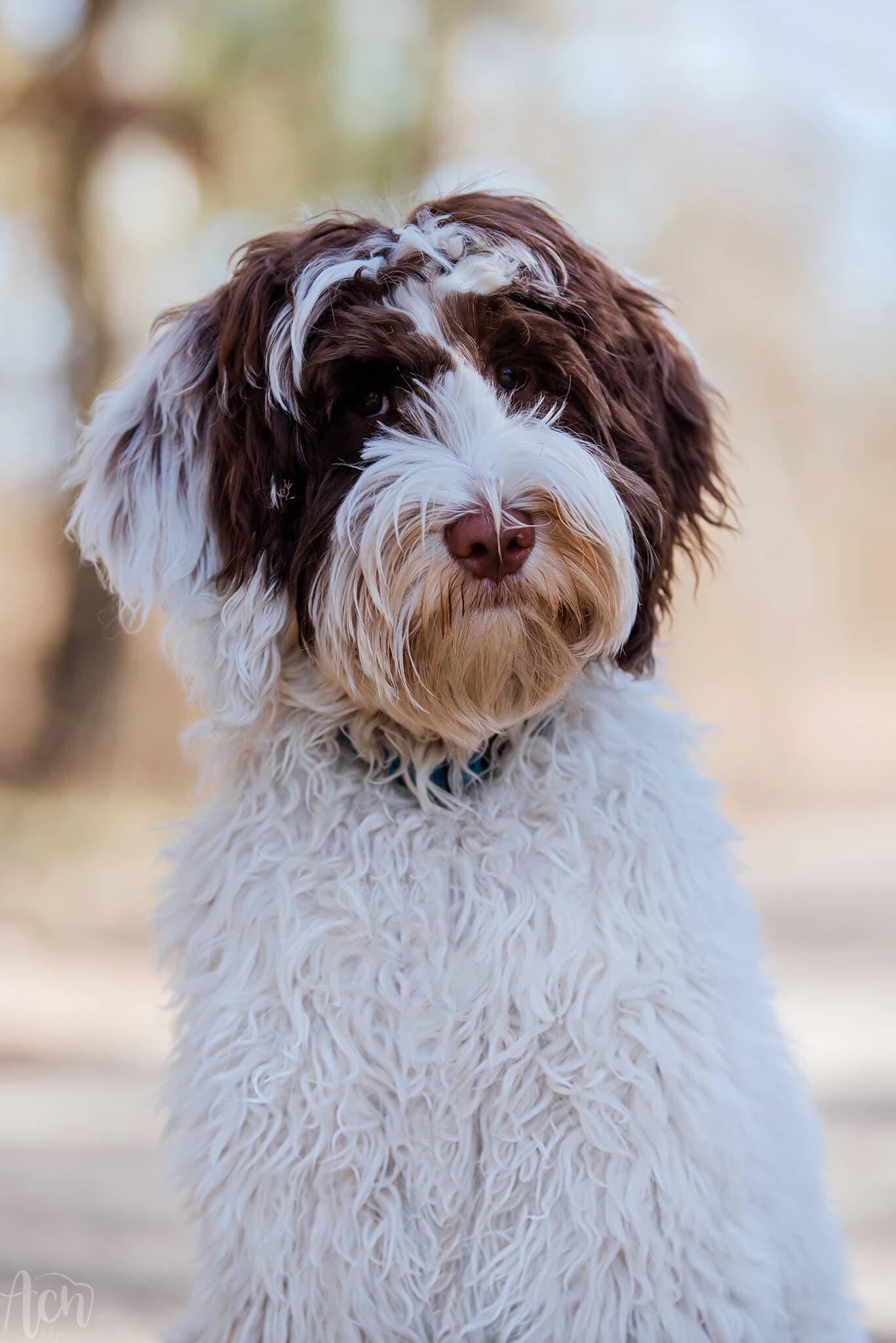 Australijski Labradoodle Oreo