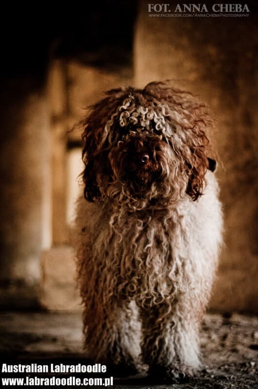 Australijski Labradoodle, Rutlands WH Lil Donnan