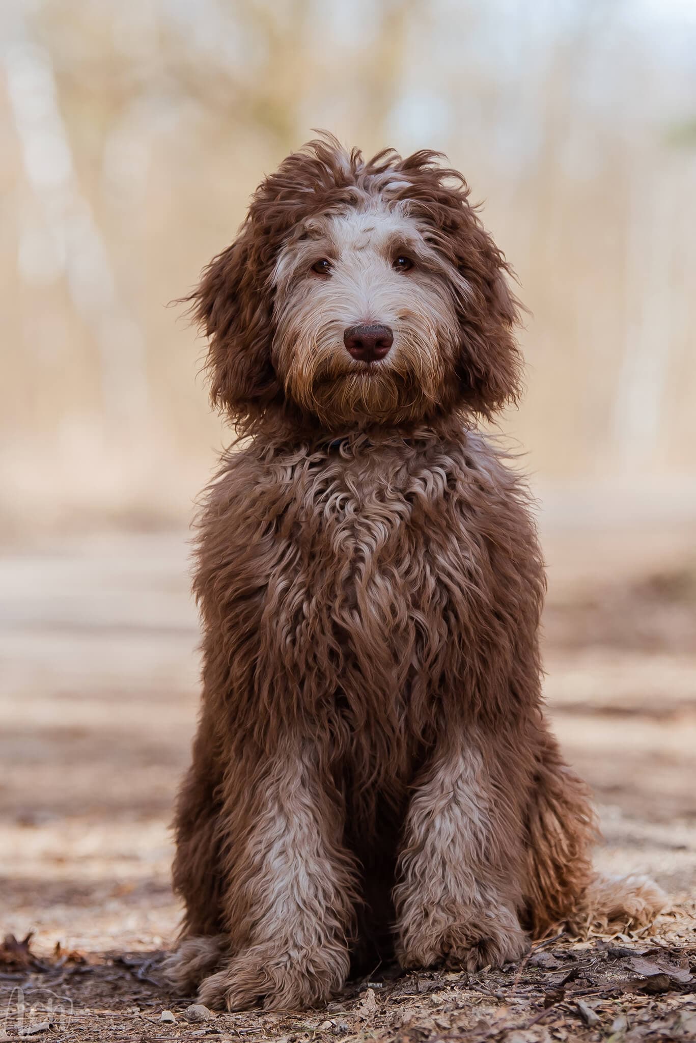 Australijski Labradoodle Szajba