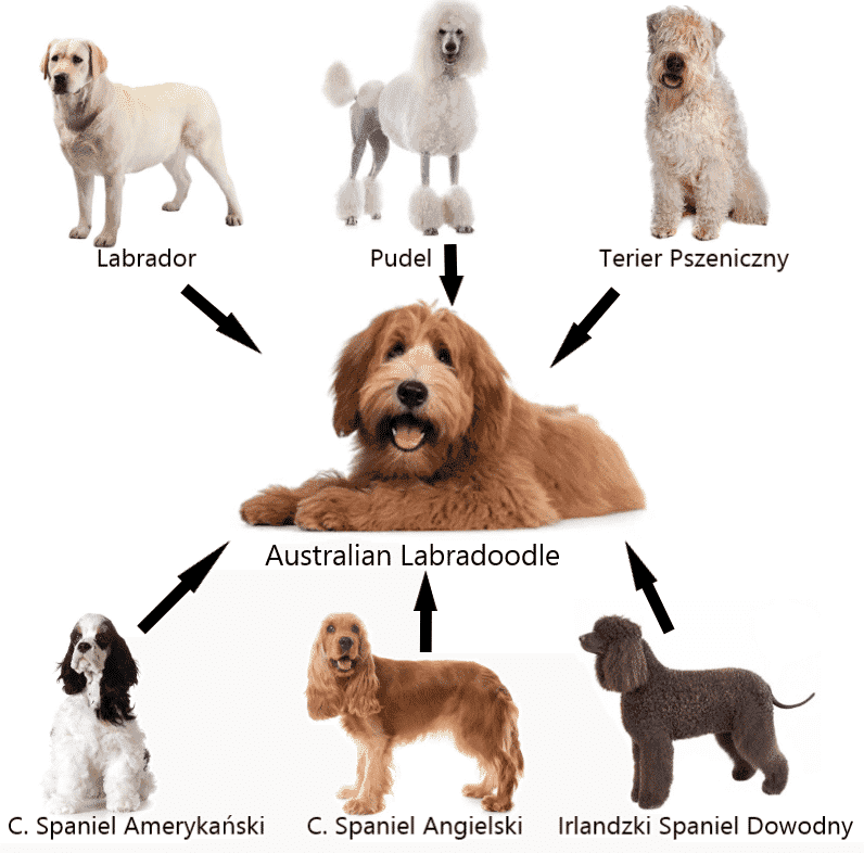 Przodkowie Australian Labradoodle