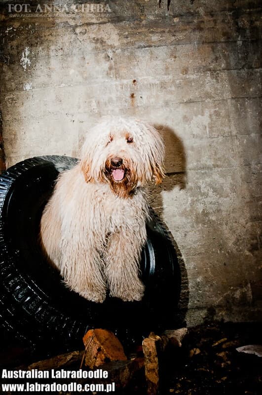Włochata Pasja Earth Goddess Labradoodle