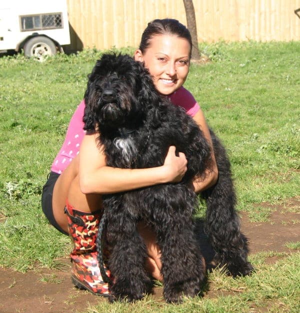 Australijski Labradoodle Ava w Australii