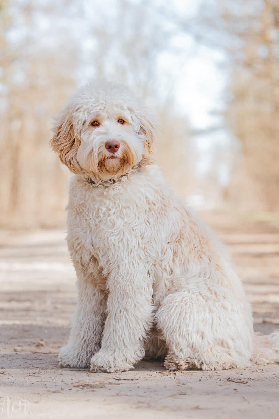 Australijski Labradoodle Molly