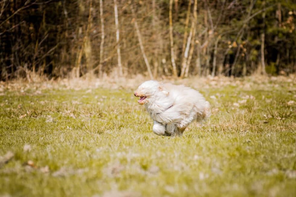 Australijskie Labradoodle podczas spotkania na zewnątrz