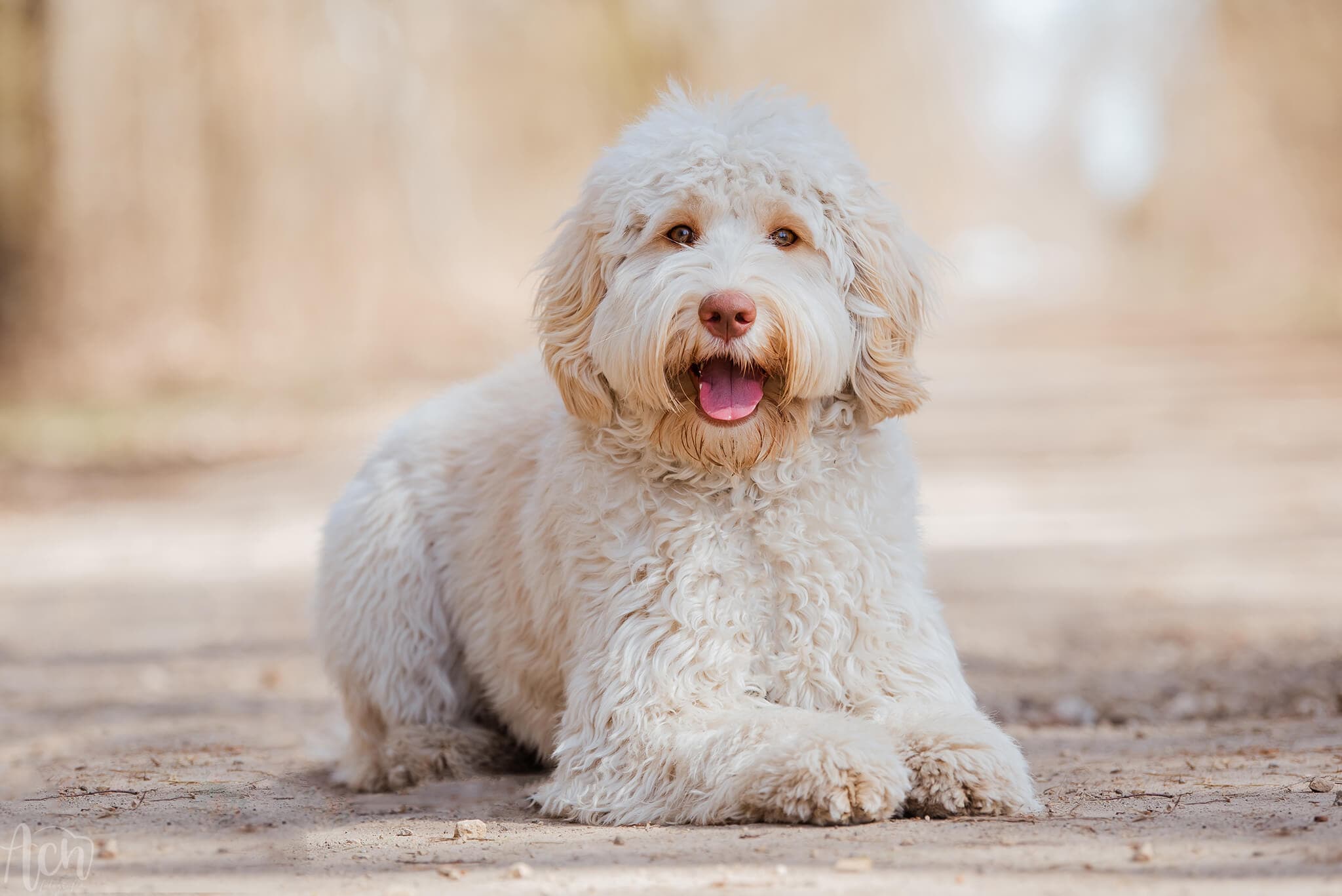 Australijski Labradoodle z hodowli Labradoodle.pl