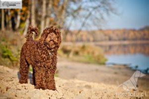 Australian labradoodle-gaala